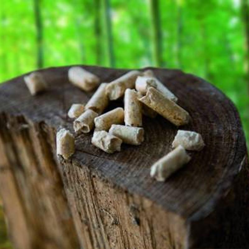 Biomasse wichtigste Erneuerbare Energie