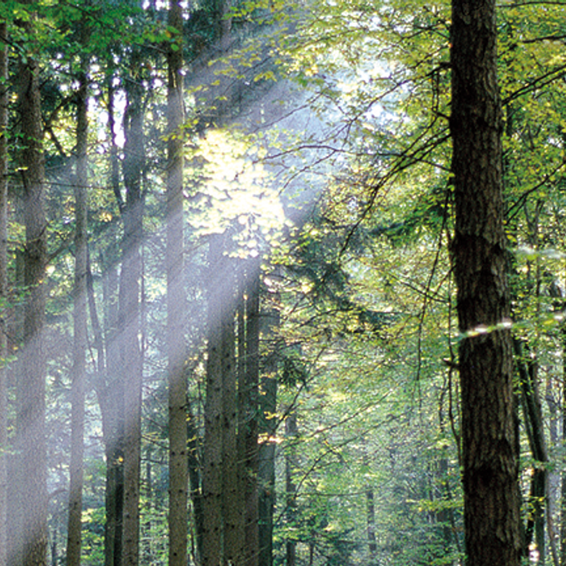 Bioenergie wird bundesweit bedeutendster Energieträger